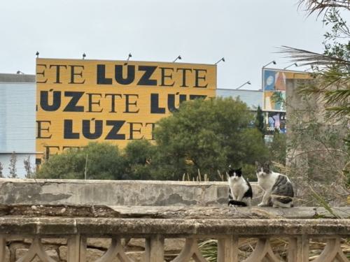 De katten van Luz - San Juan Playa